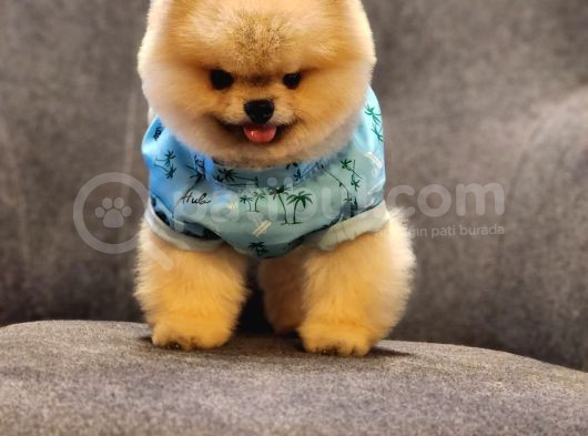 Daha İyisi Yok 14 Aylık Erkek Pomeranian görsel
