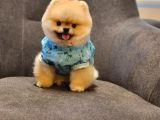 Daha İyisi Yok 14 Aylık Erkek Pomeranian