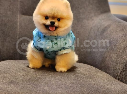 Daha İyisi Yok 14 Aylık Erkek Pomeranian görsel