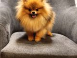 1 Yaşında Erkek Pomeranian İzmir