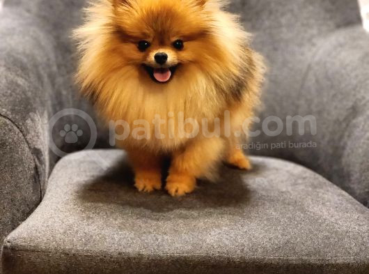 1 Yaşında Erkek Pomeranian İzmir görsel
