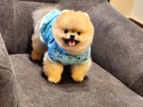 Daha İyisi Yok 14 Aylık Erkek Pomeranian