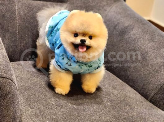 Daha İyisi Yok 14 Aylık Erkek Pomeranian görsel