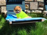 2 Yaşında Efsane Erkek Pomeranian