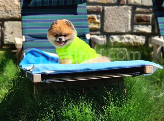 2 Yaşında Efsane Erkek Pomeranian görsel