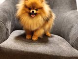 1 Yaşında Erkek Pomeranian İzmir