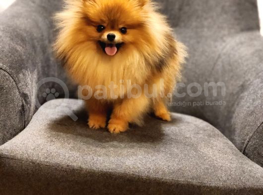 1 Yaşında Erkek Pomeranian İzmir görsel