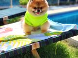 2 Yaşında Efsane Erkek Pomeranian