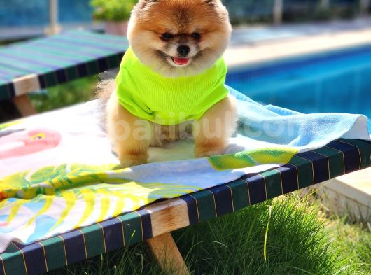 2 Yaşında Efsane Erkek Pomeranian görsel