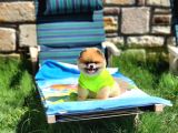 2 Yaşında Efsane Erkek Pomeranian
