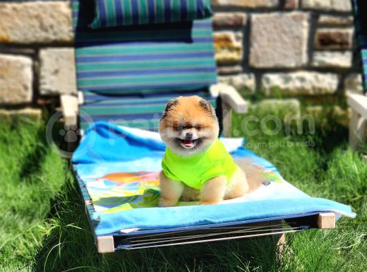 2 Yaşında Efsane Erkek Pomeranian görsel