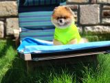 2 Yaşında Efsane Erkek Pomeranian