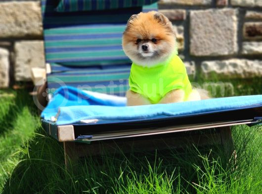 2 Yaşında Efsane Erkek Pomeranian görsel