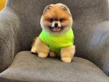 2 Yaşında Efsane Erkek Pomeranian