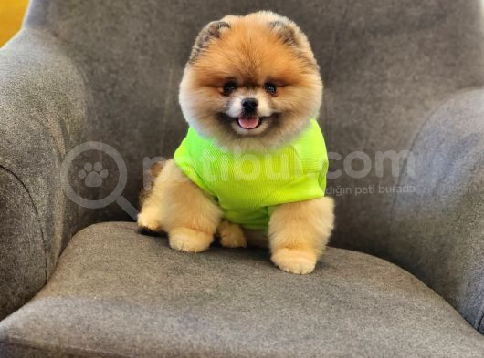 2 Yaşında Efsane Erkek Pomeranian görsel
