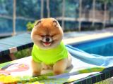 2 Yaşında Efsane Erkek Pomeranian