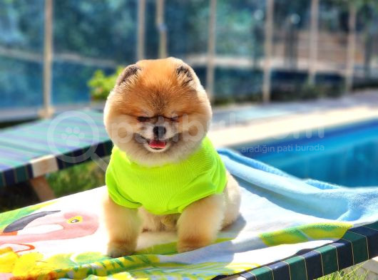2 Yaşında Efsane Erkek Pomeranian görsel