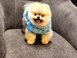 Daha İyisi Yok 14 Aylık Erkek Pomeranian
