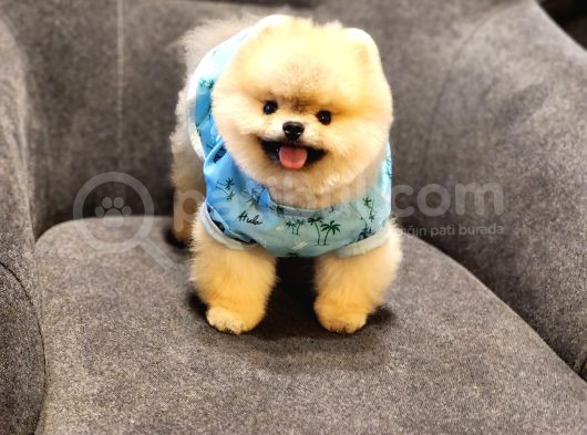 Daha İyisi Yok 14 Aylık Erkek Pomeranian görsel