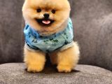 Daha İyisi yok 14 aylık erkek pomeranian