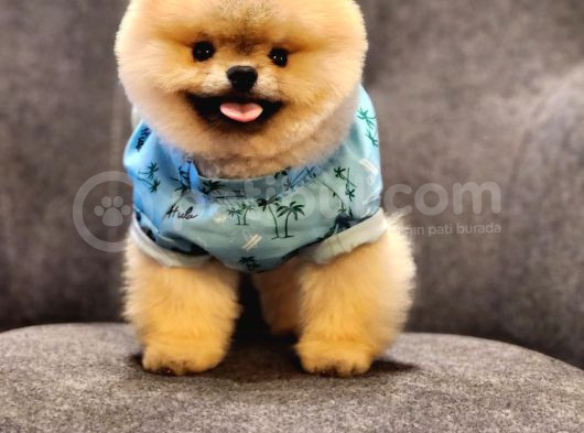 Daha İyisi Yok 14 Aylık Erkek Pomeranian