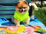 2 Yaşında Efsane Erkek Pomeranian
