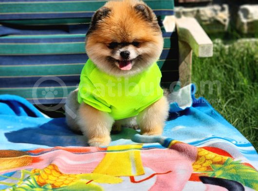 2 Yaşında Efsane Erkek Pomeranian görsel