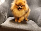 1 Yaşında Erkek Pomeranian İzmir