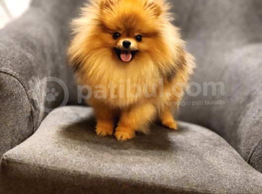 1 Yaşında Erkek Pomeranian İzmir görsel