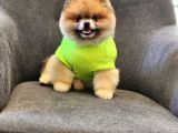 2 Yaşında Efsane Erkek Pomeranian