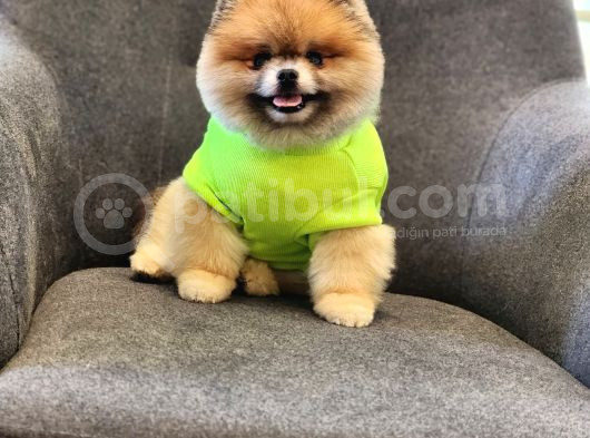 2 Yaşında Efsane Erkek Pomeranian görsel