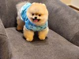 Daha İyisi Yok 14 Aylık Erkek Pomeranian