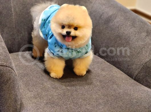 Daha İyisi Yok 14 Aylık Erkek Pomeranian görsel