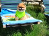 2 Yaşında Efsane Erkek Pomeranian