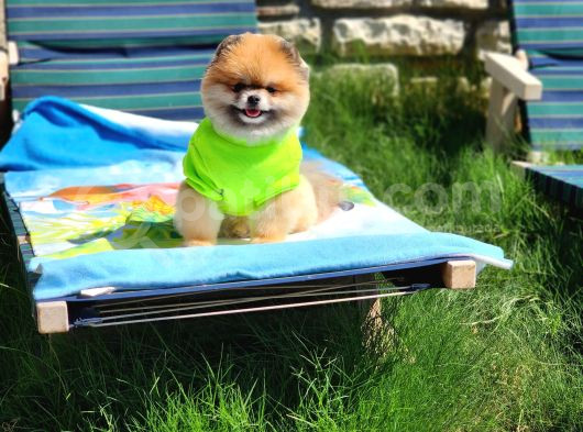 2 Yaşında Efsane Erkek Pomeranian görsel