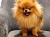 1 yaşında Erkek Pomeranian İzmir