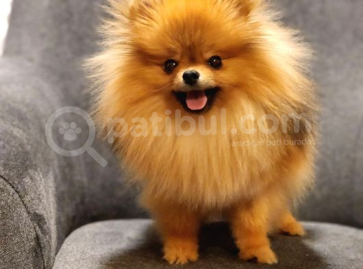 1 Yaşında Erkek Pomeranian İzmir