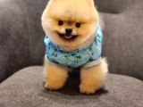 Daha İyisi Yok 14 Aylık Erkek Pomeranian