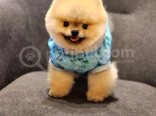 Daha İyisi Yok 14 Aylık Erkek Pomeranian görsel