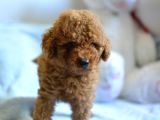 HARİKA KALİTEDE POODLE BEBEKLER