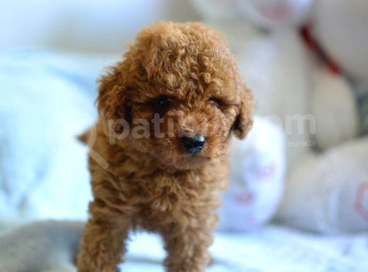 Hari̇ka Kali̇tede Poodle Bebekler