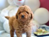 Hari̇ka Kali̇tede Poodle Bebekler