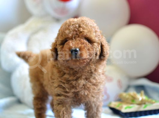Hari̇ka Kali̇tede Poodle Bebekler görsel