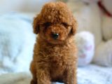 Hari̇ka Kali̇tede Poodle Bebekler