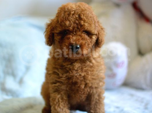 Hari̇ka Kali̇tede Poodle Bebekler görsel