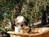 SHİH TZU YAVRULARR