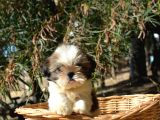 Shi̇h Tzu Yavrularr