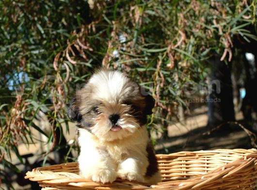 Shi̇h Tzu Yavrularr görsel