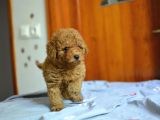 Hari̇ka Kali̇tede Poodle Bebekler