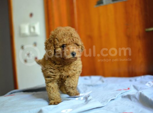 Hari̇ka Kali̇tede Poodle Bebekler görsel